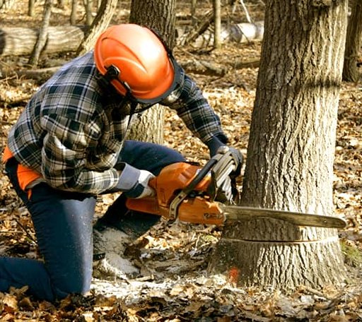 Tree Removal in Burbank, OK